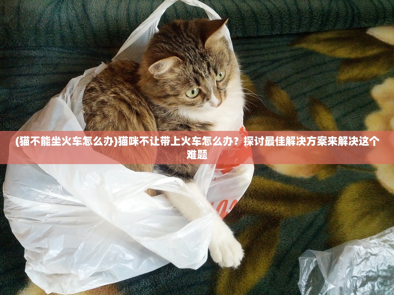 (猫不能坐火车怎么办)猫咪不让带上火车怎么办？探讨最佳解决方案来解决这个难题