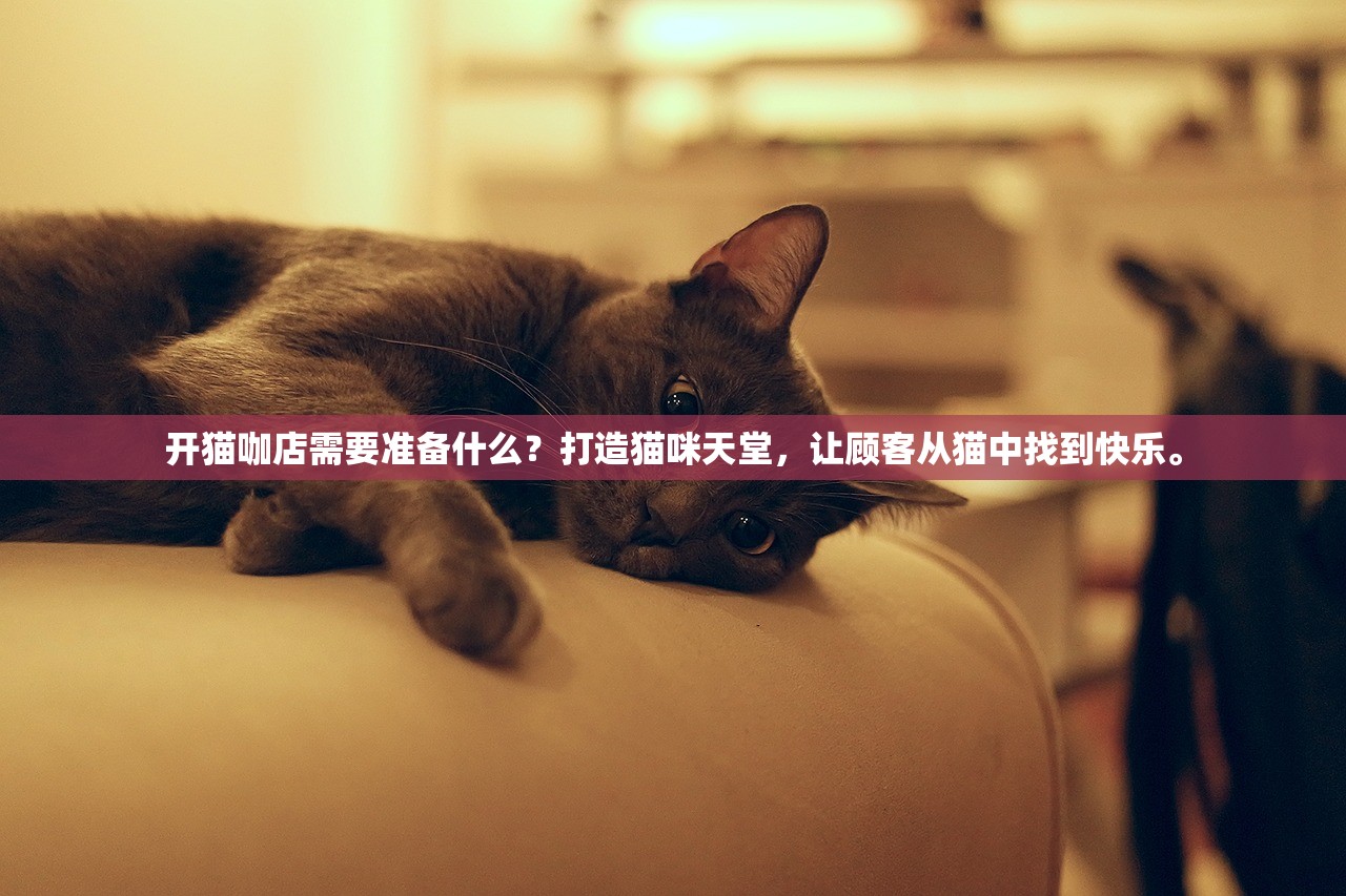 开猫咖店需要准备什么？打造猫咪天堂，让顾客从猫中找到快乐。