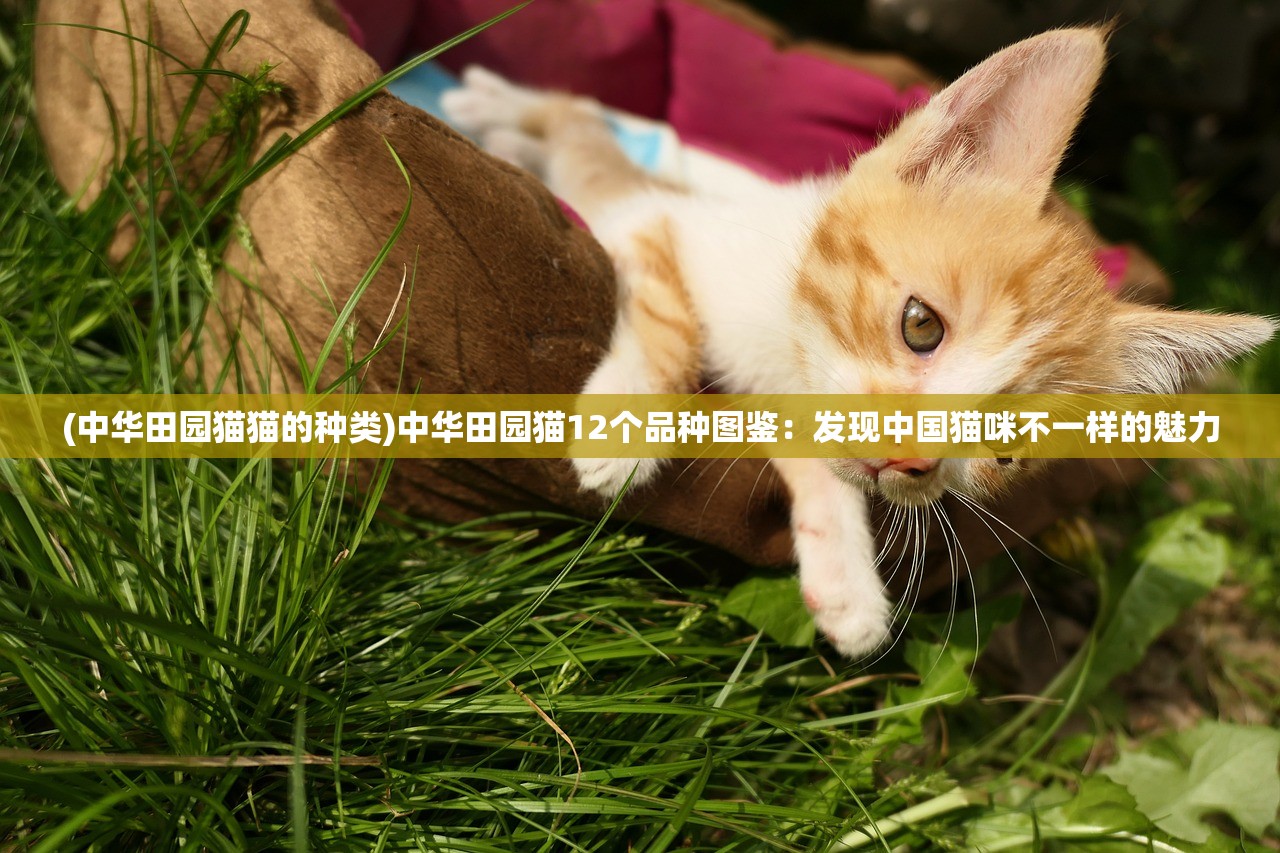 (中华田园猫猫的种类)中华田园猫12个品种图鉴：发现中国猫咪不一样的魅力