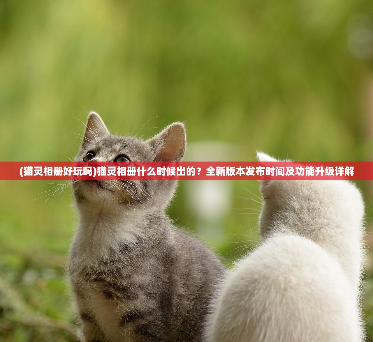 (猫灵相册好玩吗)猫灵相册什么时候出的？全新版本发布时间及功能升级详解