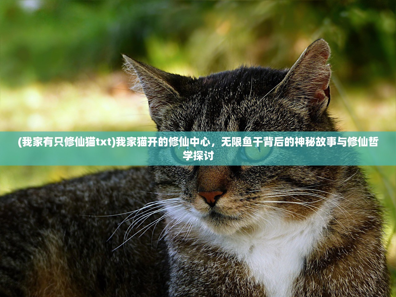 (我家有只修仙猫txt)我家猫开的修仙中心，无限鱼干背后的神秘故事与修仙哲学探讨