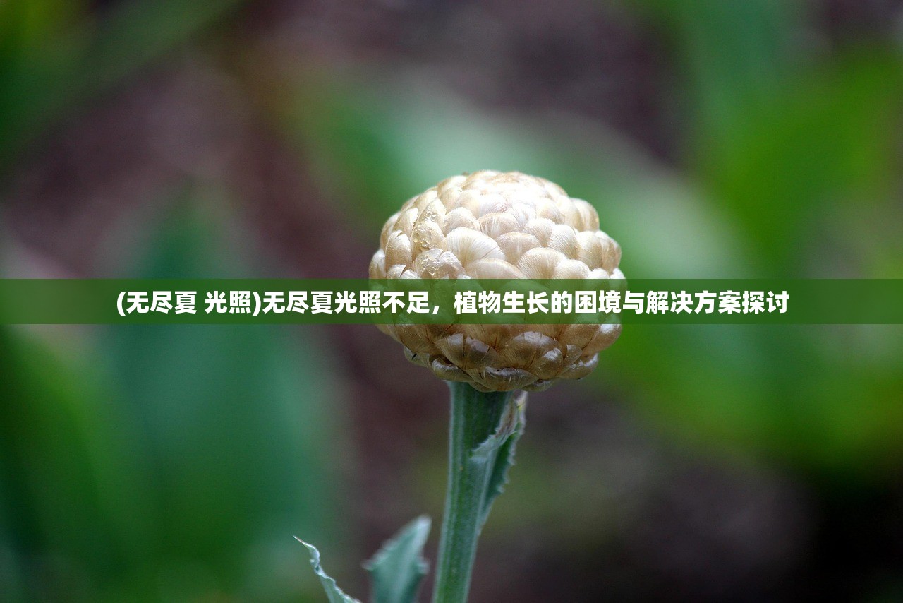 (无尽夏 光照)无尽夏光照不足，植物生长的困境与解决方案探讨