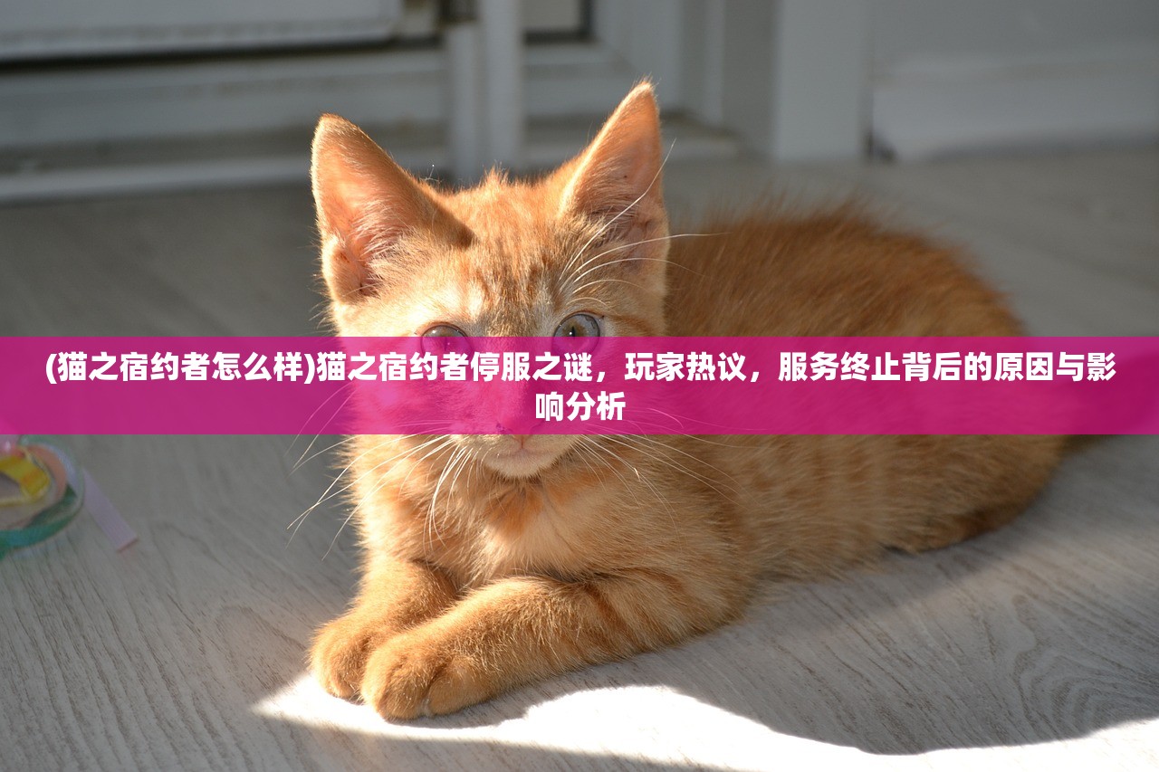 (猫之宿约者怎么样)猫之宿约者停服之谜，玩家热议，服务终止背后的原因与影响分析