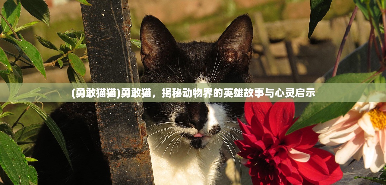 (勇敢猫猫)勇敢猫，揭秘动物界的英雄故事与心灵启示