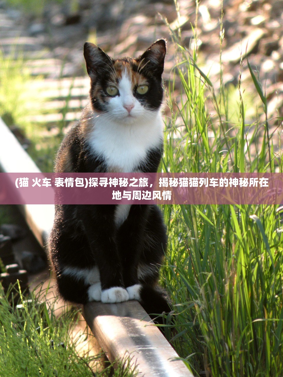 (猫 火车 表情包)探寻神秘之旅，揭秘猫猫列车的神秘所在地与周边风情