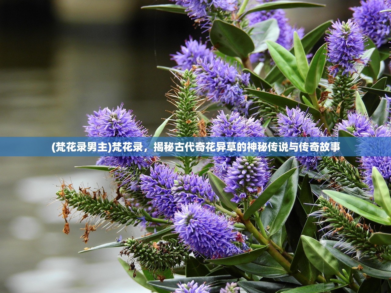 (梵花录男主)梵花录，揭秘古代奇花异草的神秘传说与传奇故事